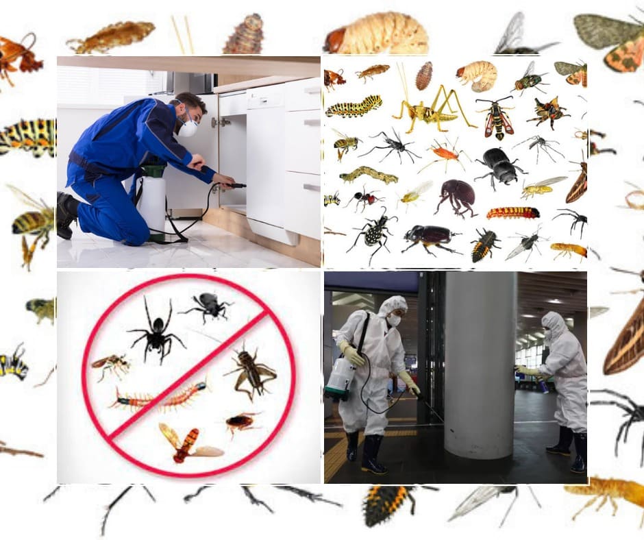 General-Fumigation-fumigation services- general pest control treatment-Karachi home Fumigation services-best general treatment of pest control-Fumigation services