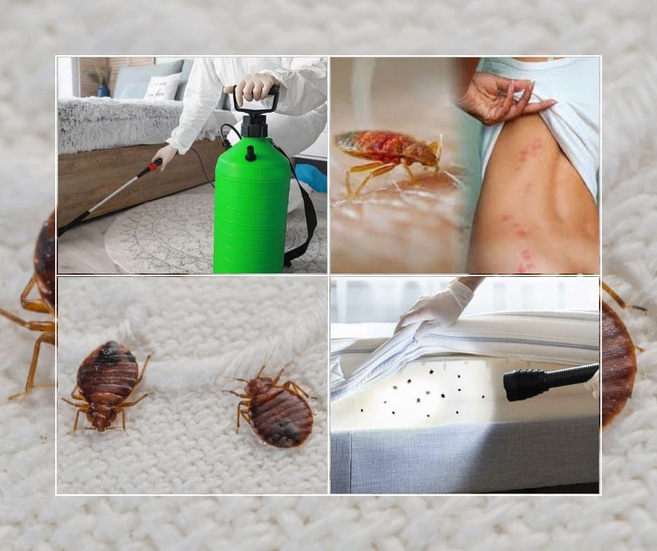 Bed-bugs-fumigation-bed bugs removal- bed bugs control-best treatment of bed bugs- how to rid bed bugs- bed bugs infection-bed bugs treatment- Karachi bed bugs fumigation