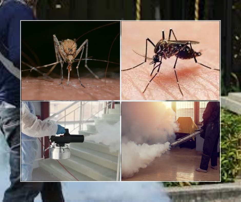 Mosquitoes-fumigation-best pest control services- pest control company-Karachi mosquitoes treatment- how to rid mosquitoes- spray treatment of mosquitoes- mosquitoes fumigation in Karachi